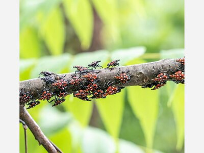 Spotted Lanternfly: Invasive Pest and Threat to Our Economy