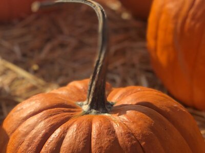 Pennsboro Pumpkin Fest